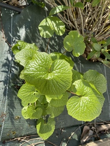 Japanese Horseradish