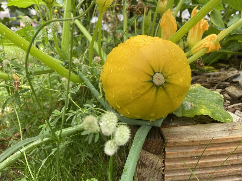 Food forest [copy]