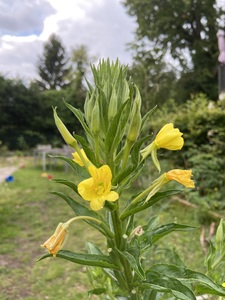 Common Evening-Primrose