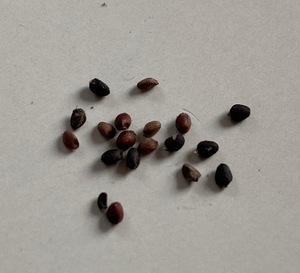 Basil seeds / Basilikum Samen