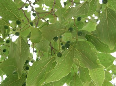 Celtis jessoensis