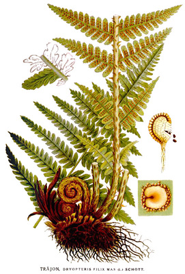 Dryopteris filix-mas