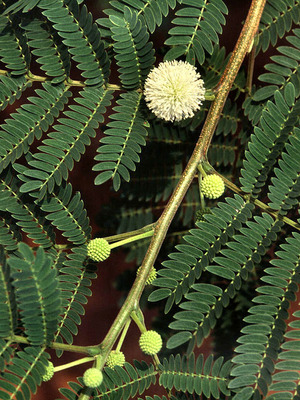 Leucaena leucocephala