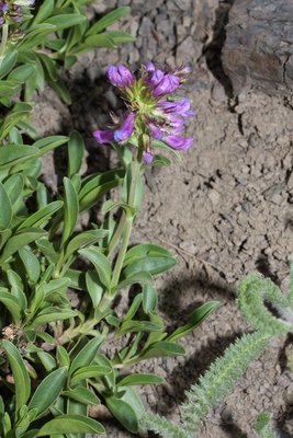 Penstemon procerus