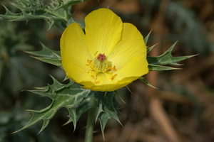 Prickly Poppy