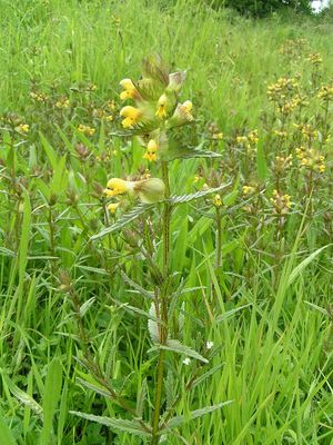 Rhinanthus minor