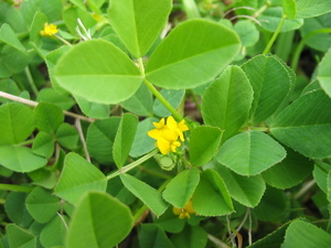 Toothed Bur-Clover