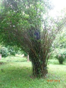 Bengal Bamboo Spineless Indian bamboo