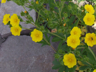 Potentilla recta