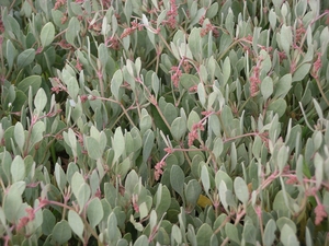 Sea Purslane