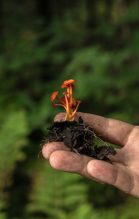 Pleasant observations from a good hike in the White Mountains, New Hampshire, USA:

+ Calligrapher fly (toxomerus)
+ Digging bees (anthophorini)
+ Jack in the pulpit (arisaema triphyllum)
+ Coral tooth fungus 
+ Rock tripe lichen
+ Yellow fairy cups
+ Wolf's milk (lycogala epidendrum)
+ Cucumber root (medeola virginiana)
+ Honey mushrooms
+ Oakmoss
+ Beard lichen
+ Shield lichen
+ Sphagnum moss
+ Waxcaps
+ Bunchberry
+ Marsh St. John's wart
+ White coral fungus
+ Scalycaps(pholiota) 
+ Three-way sedge