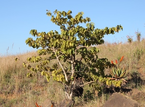 African medlar