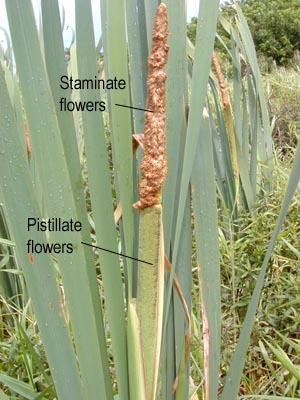 Typha latifolia