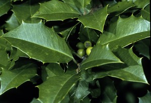 American Holly