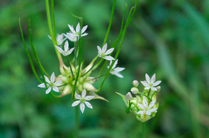 Canadian Garlic