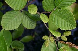 Grey Alder