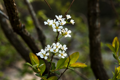 Spiraea prunifolia