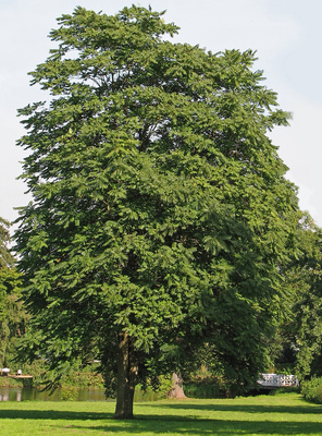 Ailanthus altissima