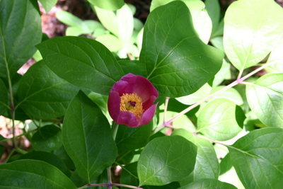 Paeonia obovata