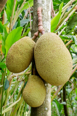 Artocarpus heterophyllus