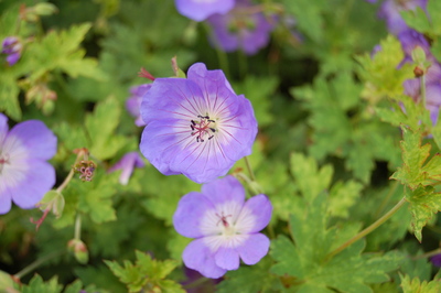 Geranium wallichianum