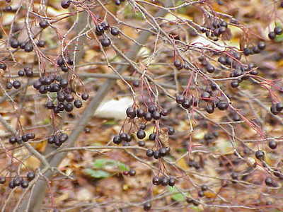 Aronia prunifolia