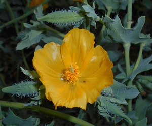 Horned Poppy