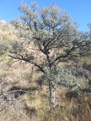 Quercus oblongifolia