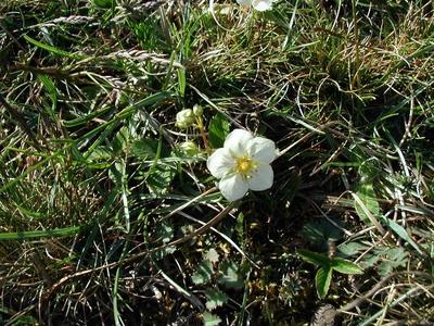 Fragaria viridis