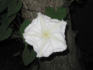 Moonflower