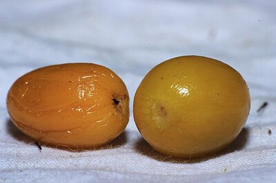 Fruits of Manilkara hexandra