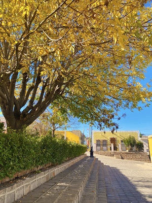 Fraxinus velutina