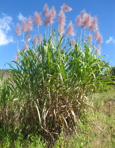 Sugarcane