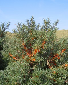 Sea-buckthorn