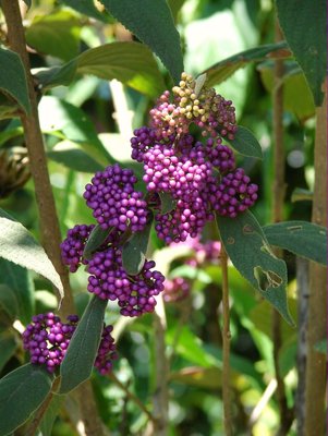 Callicarpa pedunculata