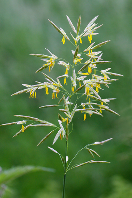 Bromus inermis