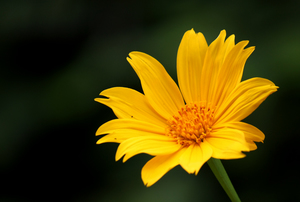 Mexican Sunflower