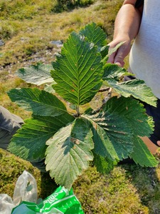 Sorbus austriaca