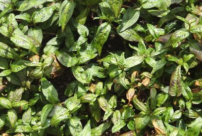 Persicaria odorata