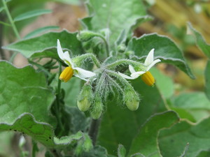 Black Nightshade