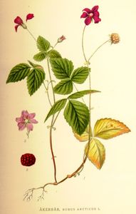 Arctic Bramble