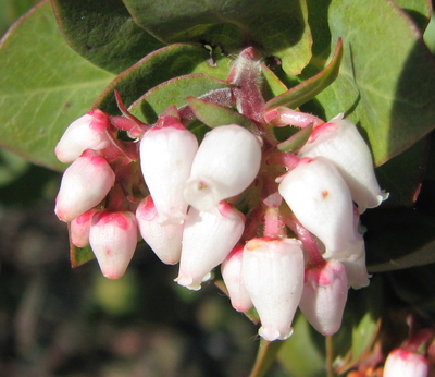 Arctostaphylos tomentosa