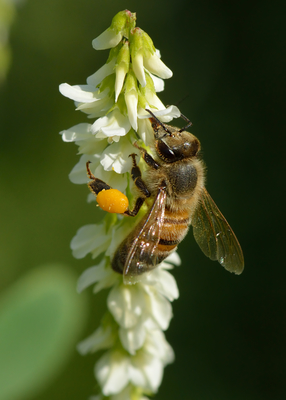 Melilotus albus