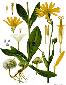 Arnica