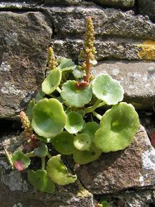 Pennywort