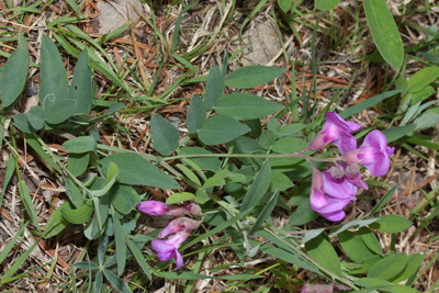 Vicia americana