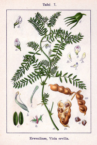 Bitter Vetch