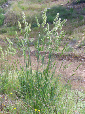 Dactylis glomerata