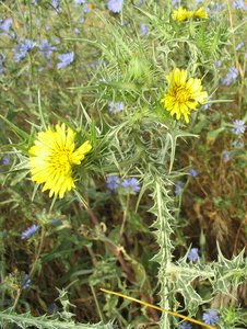 Spotted Golden Thistle