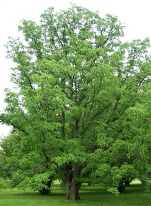 Amur Cork Tree